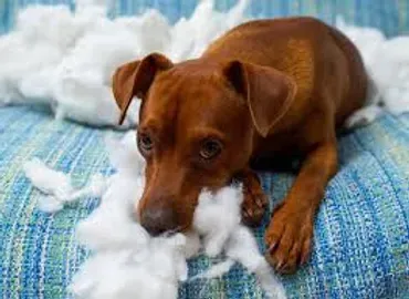 A dog is chewing on the stuffing of a pillow.