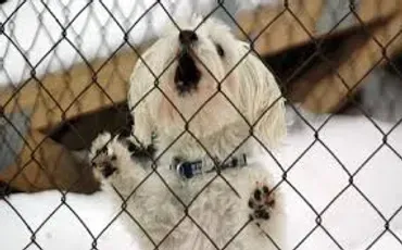 A dog is standing behind the fence of his cage.