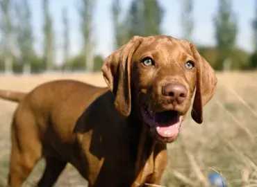 A brown dog with blue eyes and its tongue hanging out.
